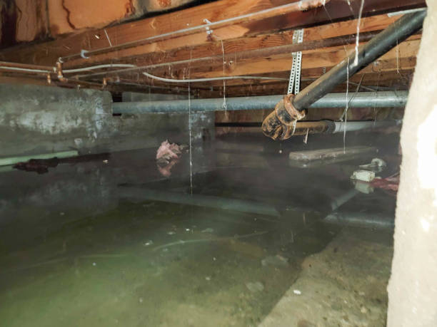 Best Flood damage cleanup  in Fortville, IN